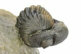 Three Species Trilobite Association (Cyphaspis, Morcops & Gerastos) #350533-5